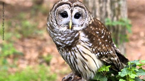 Weight: Male: 1.032 to 1.790 lb (468 to 812 g) Female: 1.34 to 2.54 lb (610 to 1,150 g) Wingspan: 38 to 49 in (96 to 125 cm) Body and Coloration: These owls have brown eyes, which is uncommon among true owls, who have yellow eyes. They have a large head, a pale straw-yellow bill, and dark gray, black-tipped talons. 